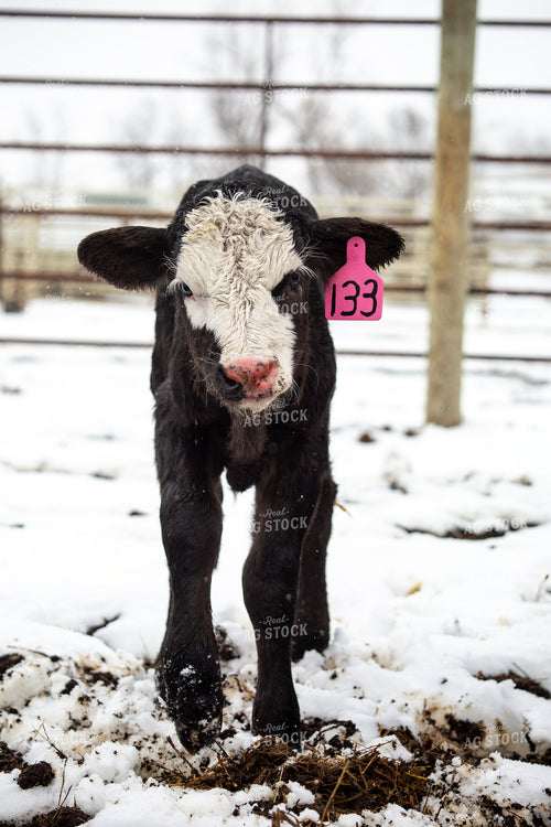 Calf 155481
