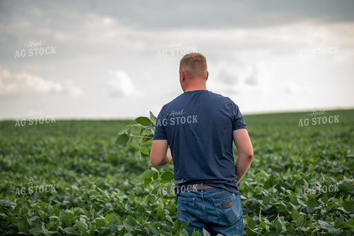 Male Farmer Holding Soybean Plant 76323