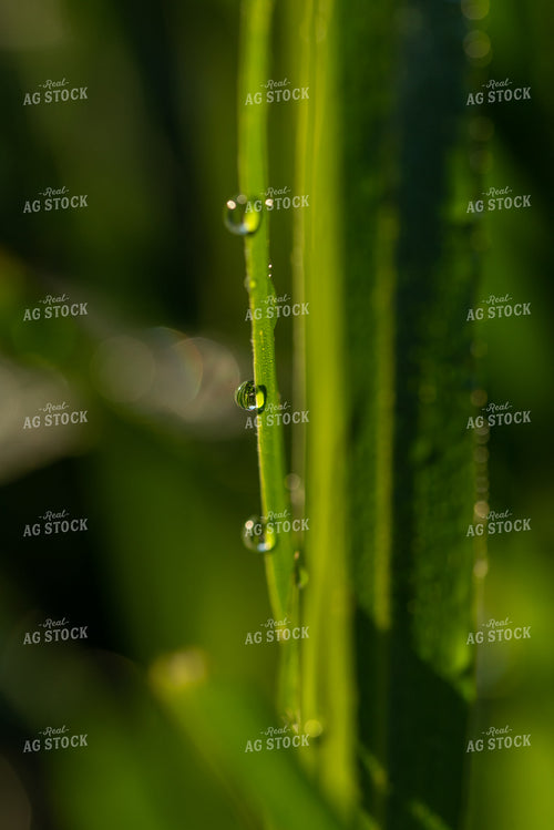Corn Leaf Close Up With Dew 76233