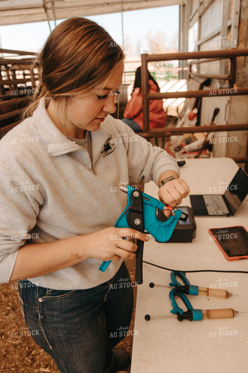 Female Farmer Tagging Cattle 67734