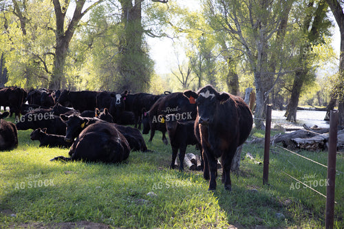 Cattle in Grassy Pasture with Creek in Background 117033