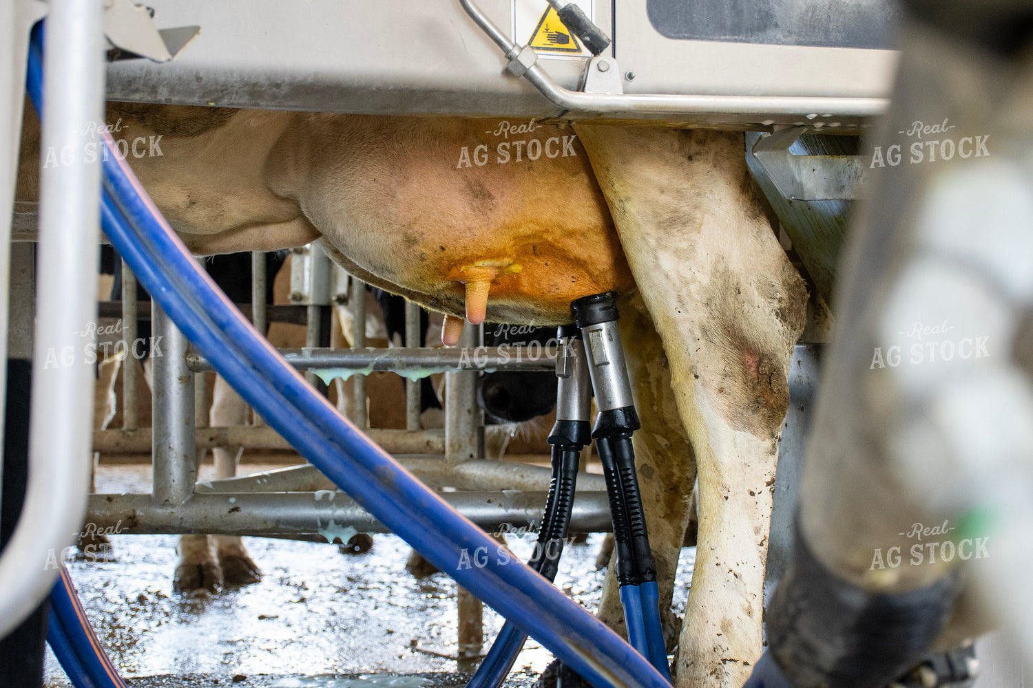 Robotic Milking Unit in Action 271030