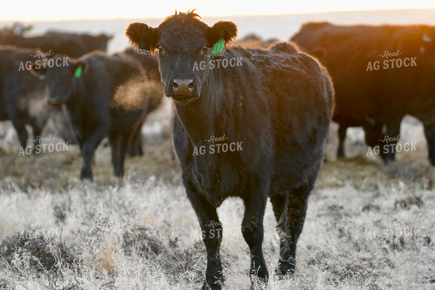 Cattle on Pasture 293044