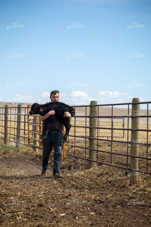 Farmer Checking Cow Calf Pairs 155406