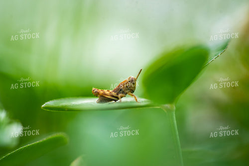 Grasshopper on Clover Leaf 136063