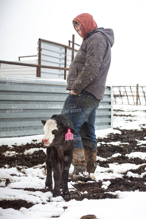 Farmer Checking Calves 155434