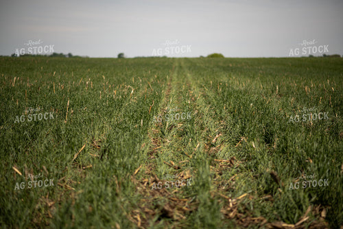 Cover Crop Field 76100
