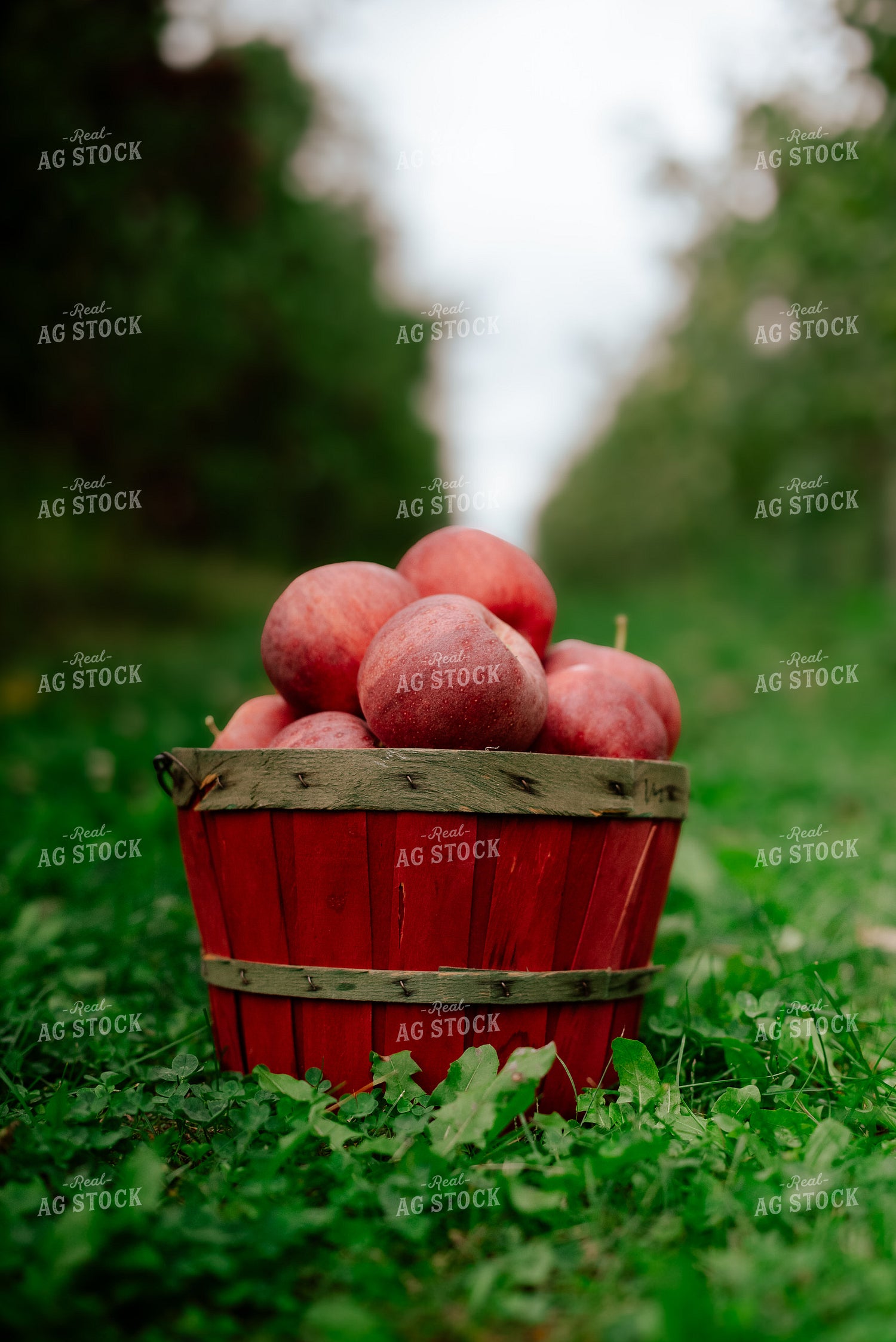 Apples in Basket 137112
