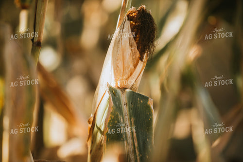 Dried Corn in Field 4743