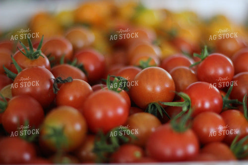Up Close Tomatoes 73004
