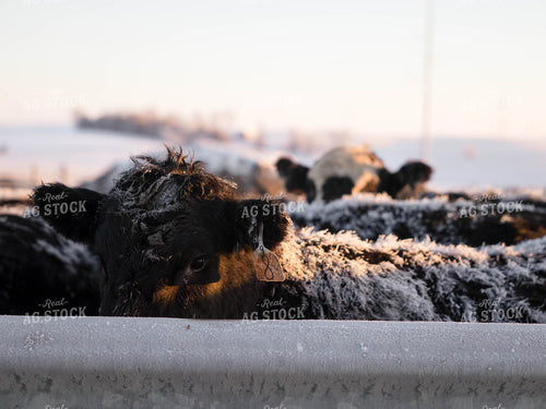 Cattle in Pasture 70161