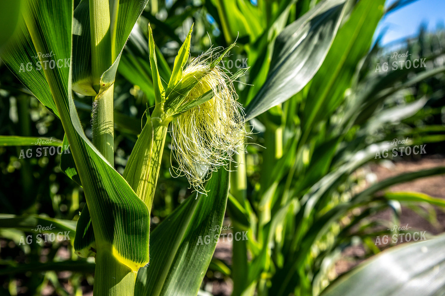 Corn Silk 250135