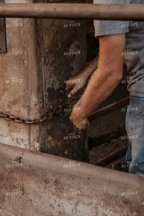 Farmer Working in Cattle Barn 108021