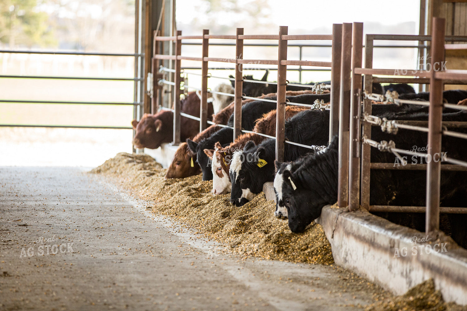 Cattle Eating 90024
