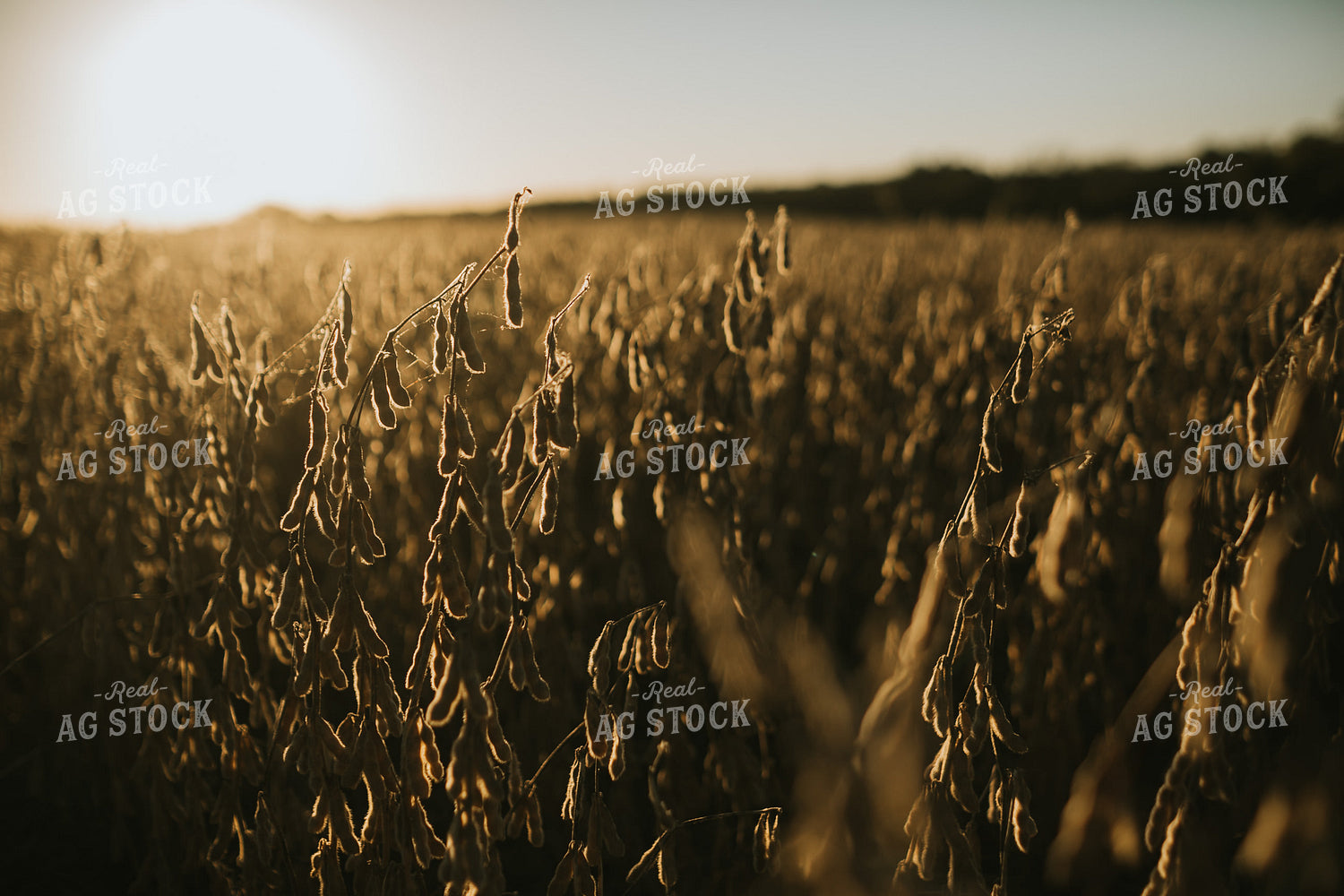 Dried Soybean Field at Sunrise 5190