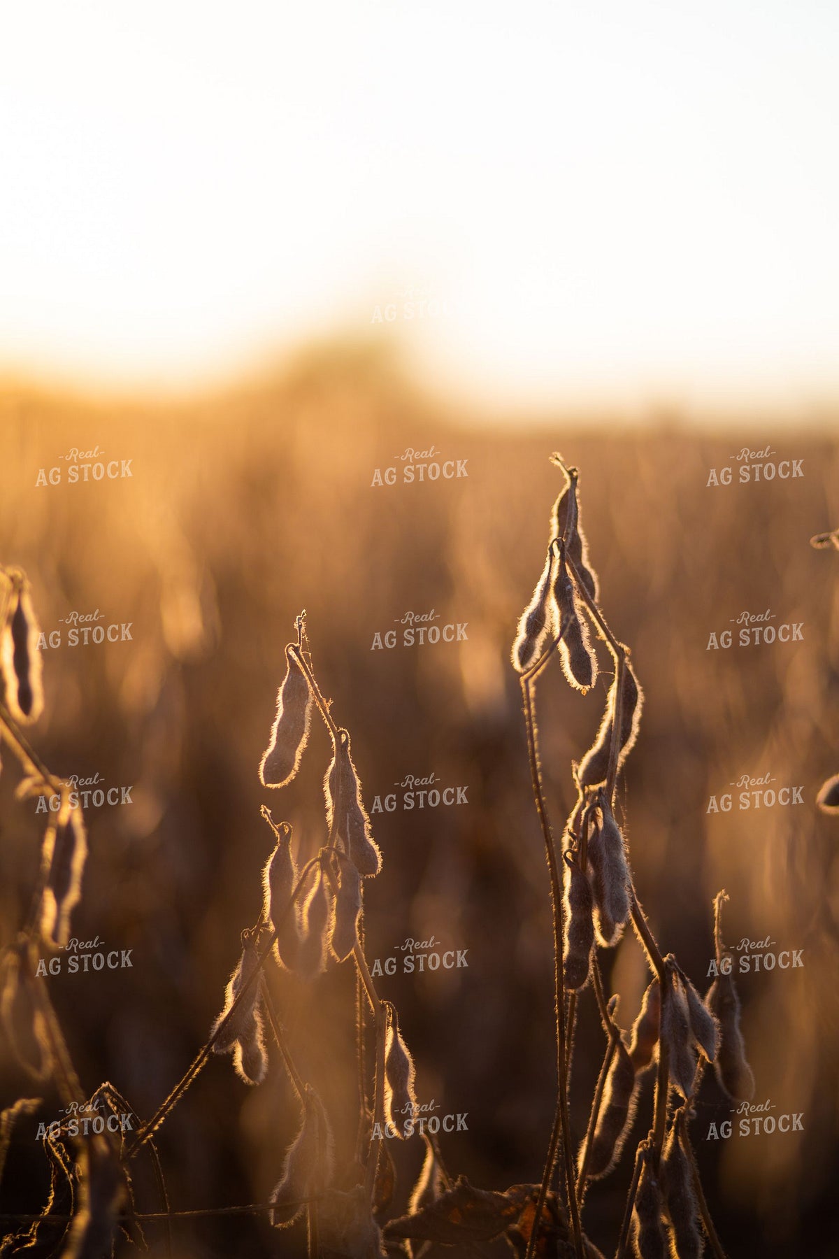 Dried Soybean Pods Glowing at Sunset in Fall Field 411001