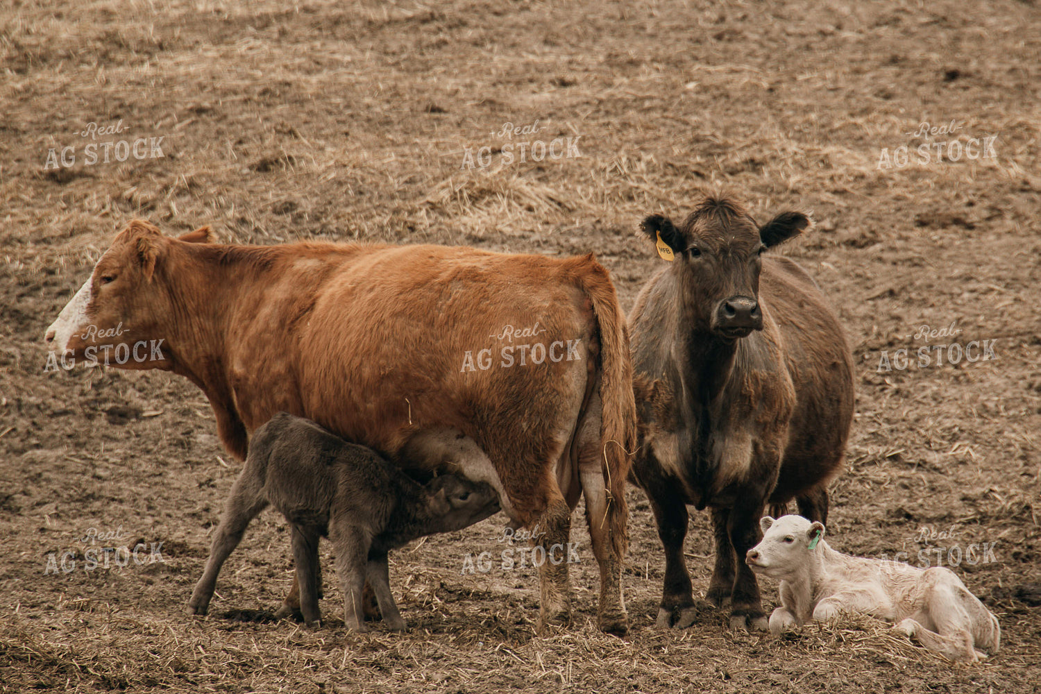 Cow Calf Pairs 194047