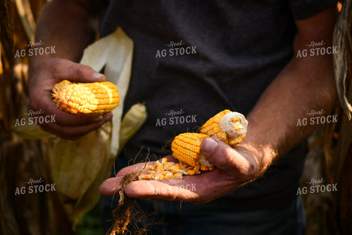 Farmer Checking Corn Ears 191255