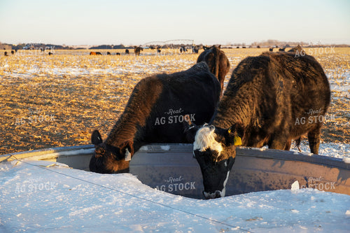 Cattle Drinking from Water Trough in Winter 65201