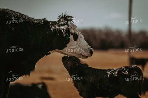Cow Calf Pair 202003
