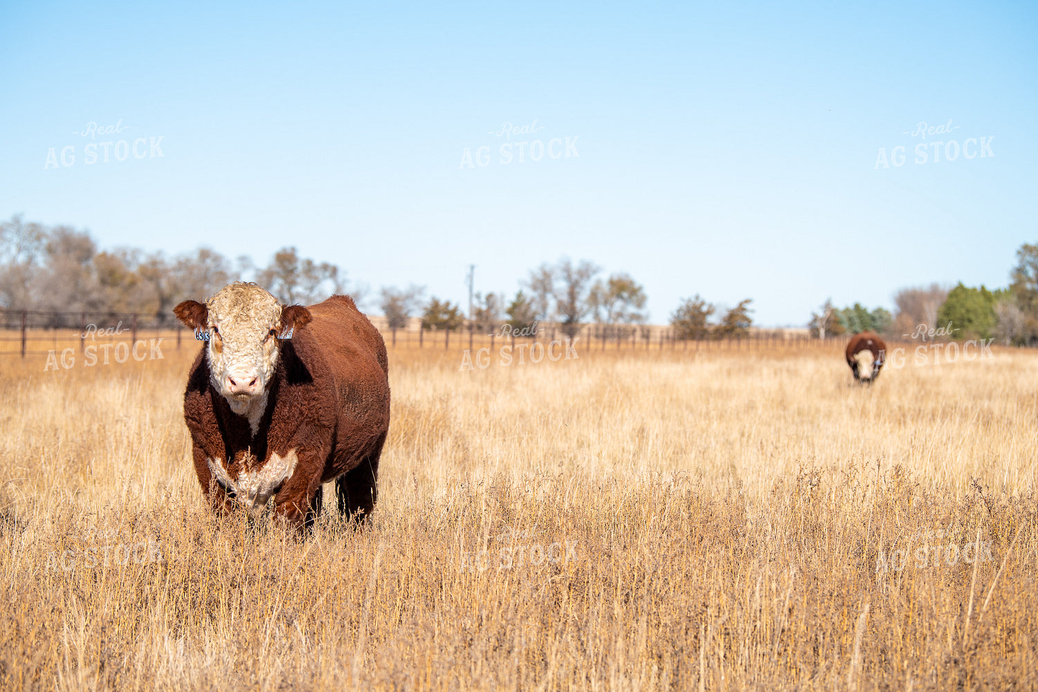 Hereford Cattle on Pasture 212166