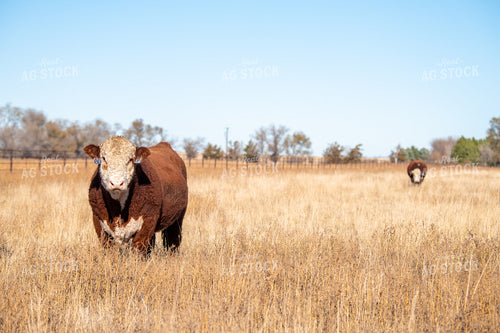 Hereford Cattle on Pasture 212166