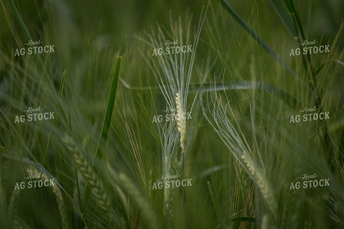 Barley 138066