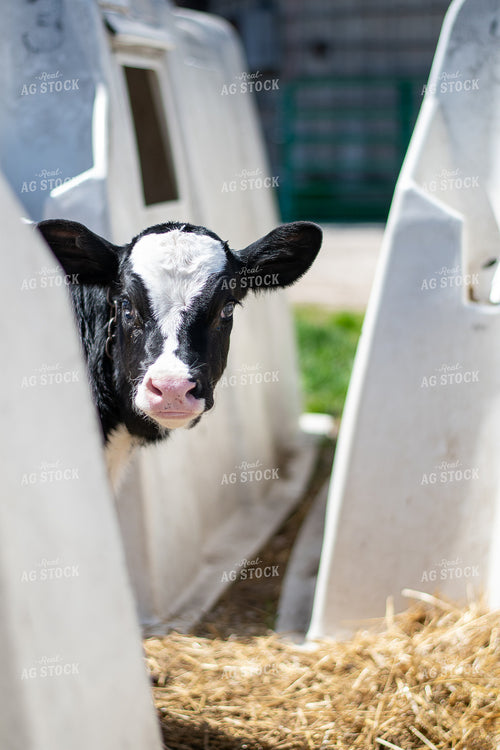Holstein Calf 50498