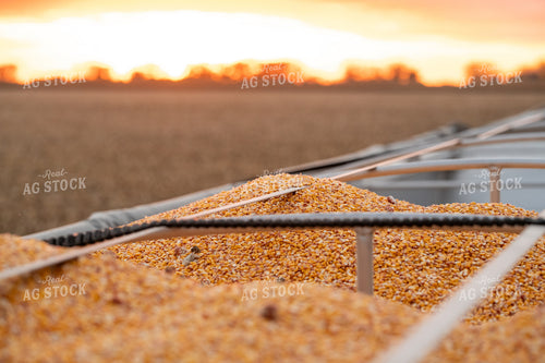Harvested Corn 76567