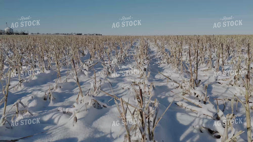 Snowy Milo Stubble 239532