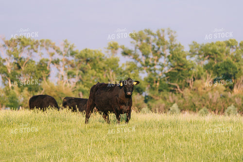 Black Angus Cattle on Pasture 68254
