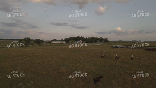 Ranchers on Horseback Moving Cattle in Pasture Drone 6541