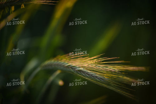 Cereal Rye 191111