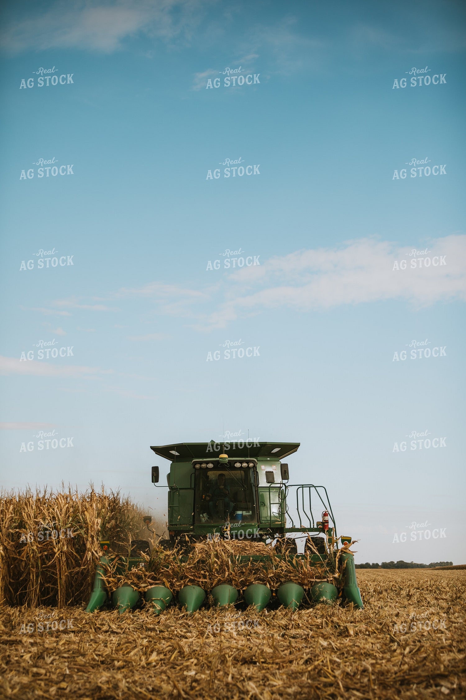 Corn Harvest 6559