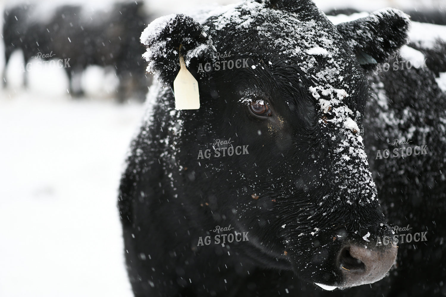 Angus Cattle on Snowy Pasture 191305
