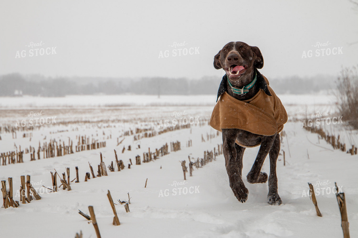 Farm Dog 157001
