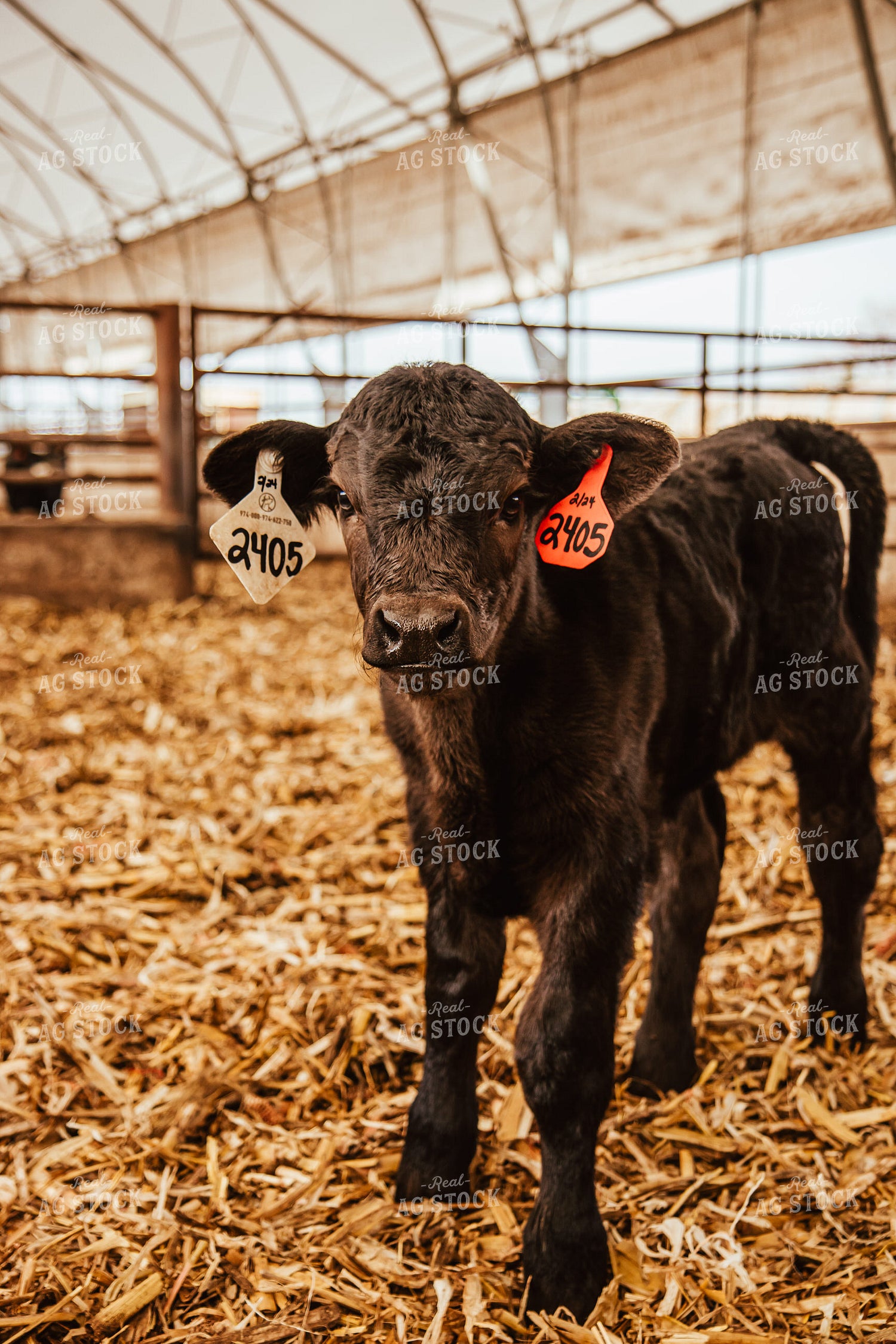 Calves 67646