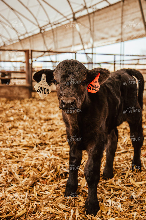Calves 67646