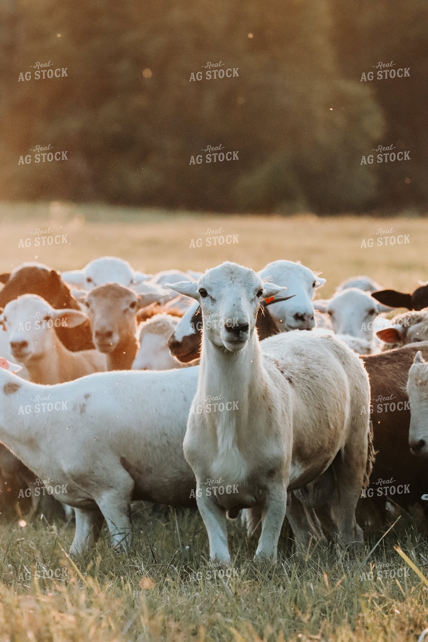 Sheep 220021