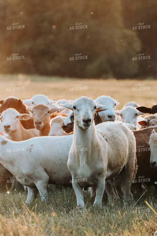 Sheep 220021