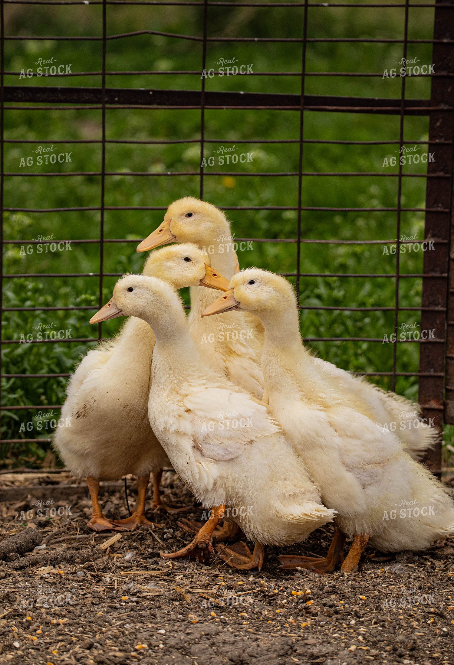 Ducks 215025
