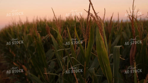Corn Video - Corn Field Tassels at Sunset 2350