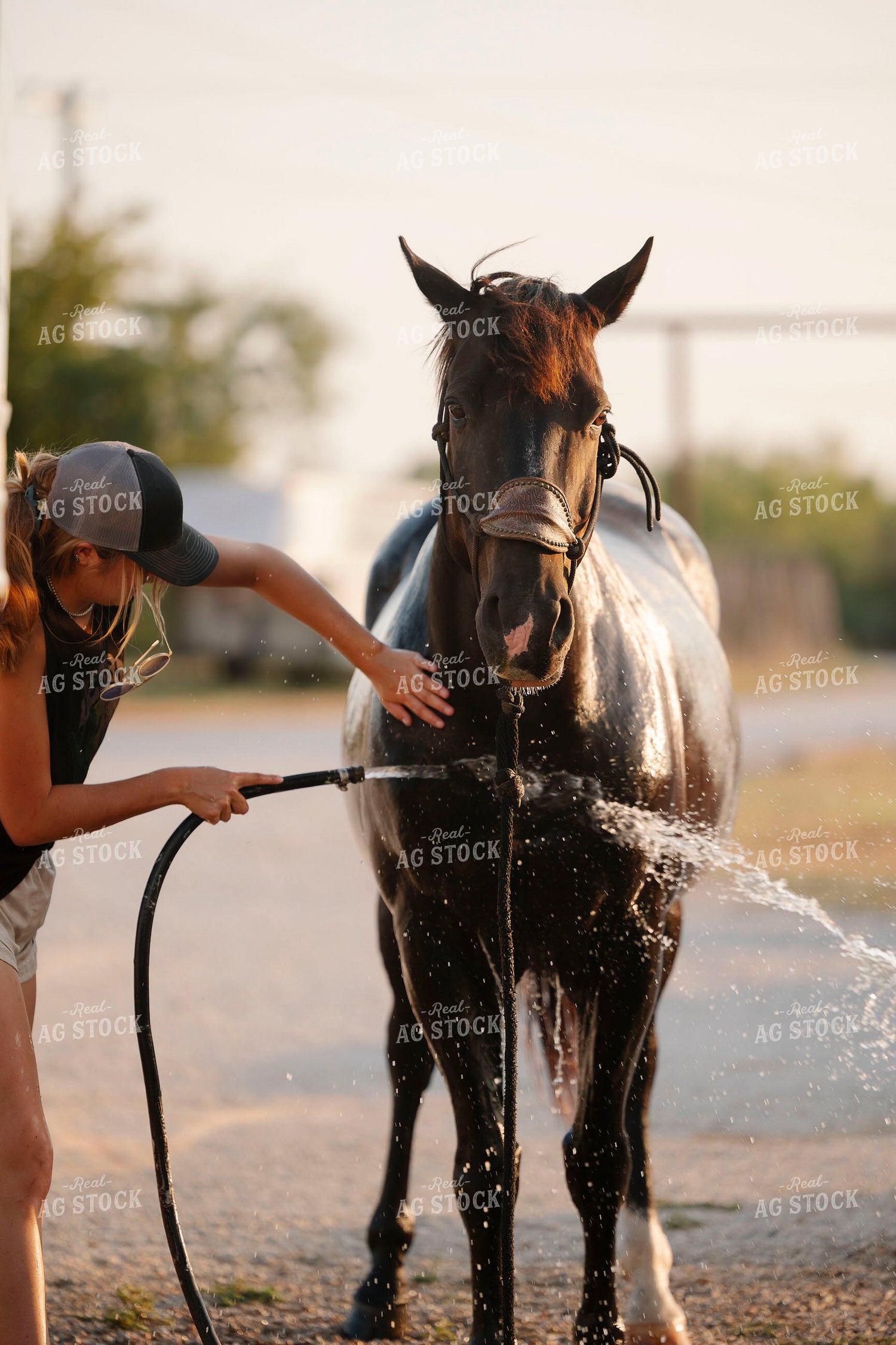 Washing Horse 205111