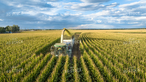 Silage Harvest 56538