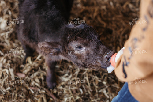 Farm Kid Bottle Feeding Calf 174039