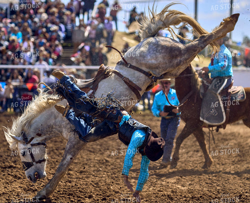Rodeo 177032