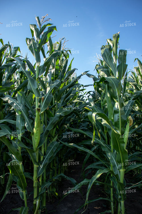 Green Corn Stalks with Ears 67125