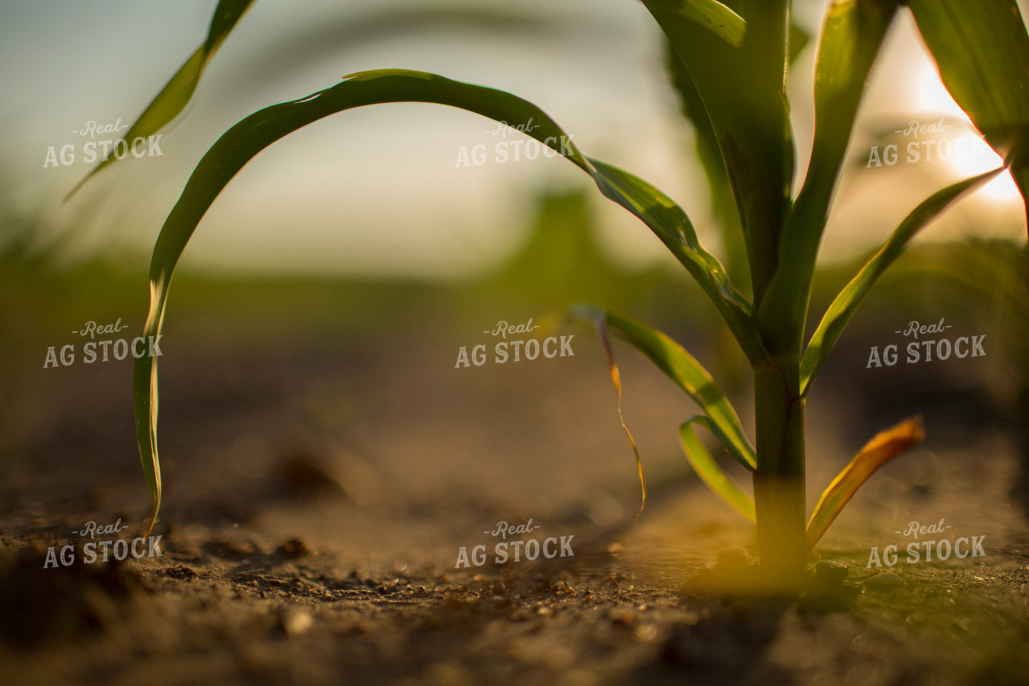 Corn - Early Growth 1072