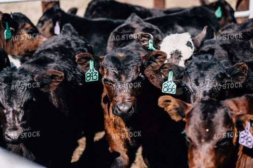 Calves in a Pen 53008