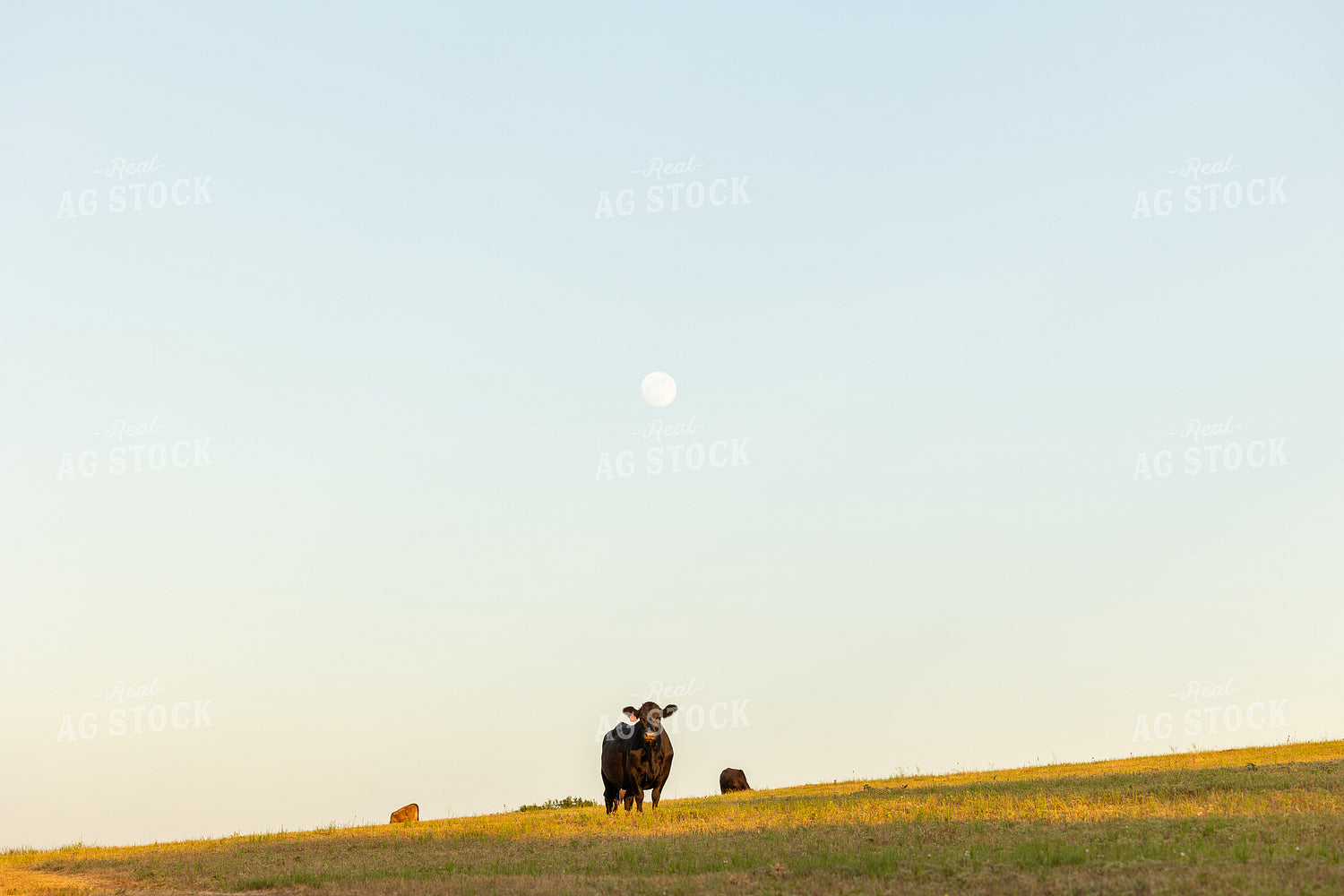 Cattle on Pasture 143003